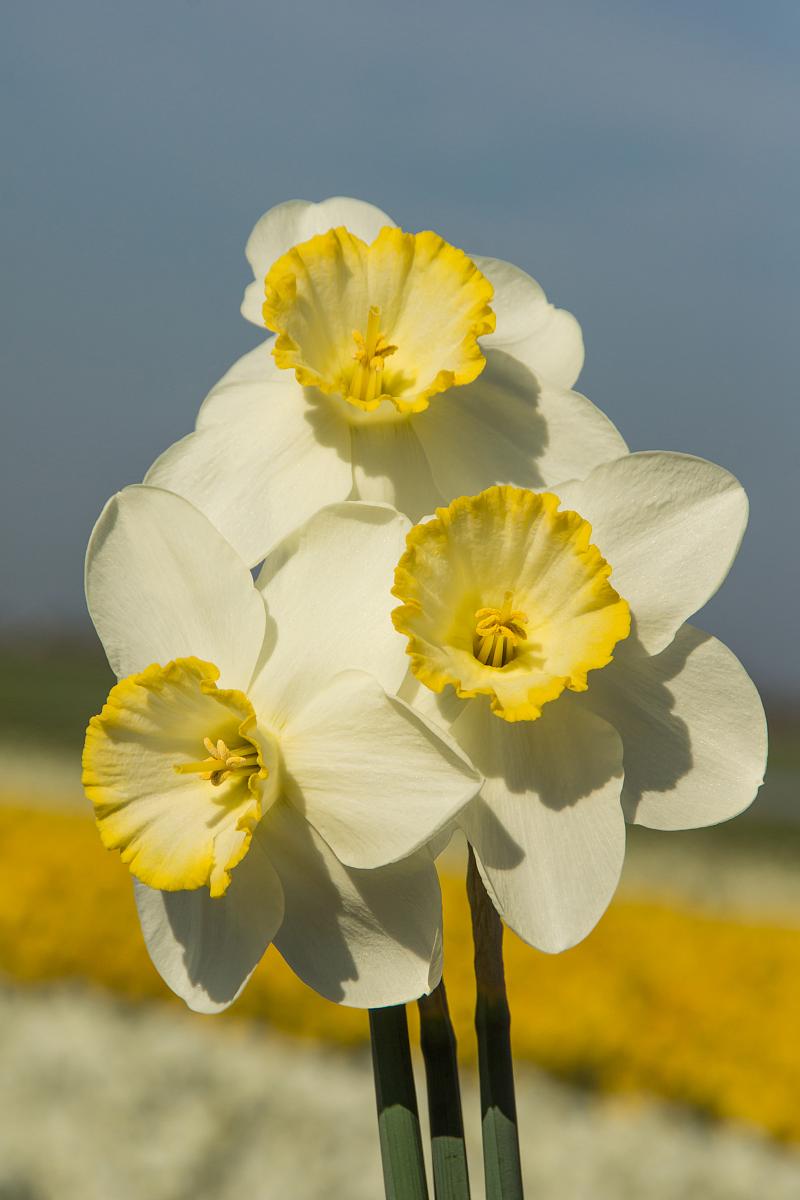 Frosty Snow Large Cupped Daffodil - 5 Bulbs 14/16 cm - Long